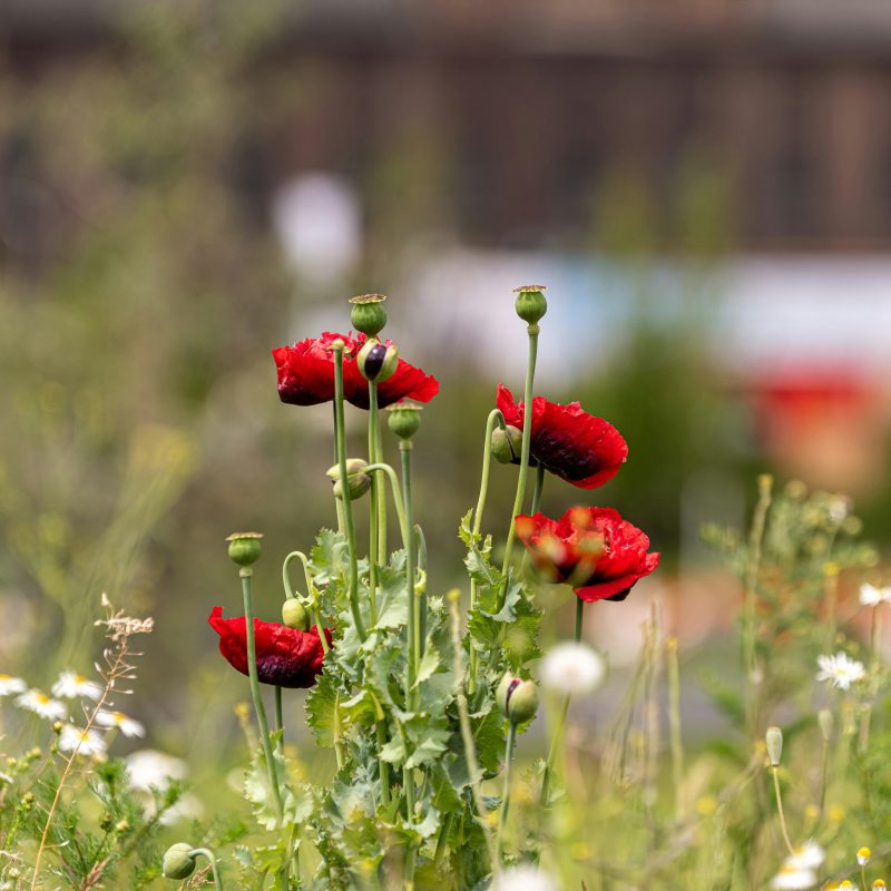 stephan-eickschen-JXotxtrJjIc-unsplash